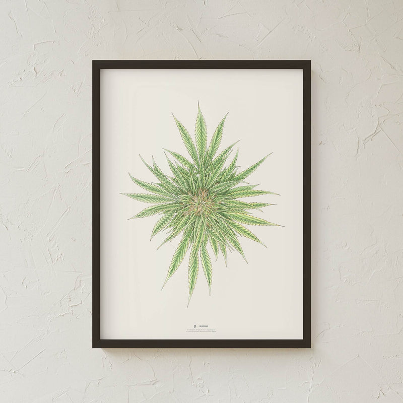 GoldLeaf White Dawg Botanical Illustration Print Best Sales Price - Art Prints