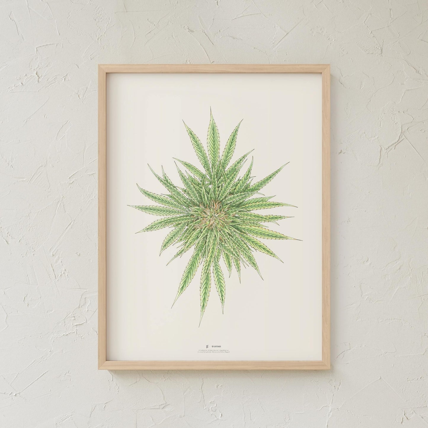 GoldLeaf White Dawg Botanical Illustration Print Best Sales Price - Art Prints
