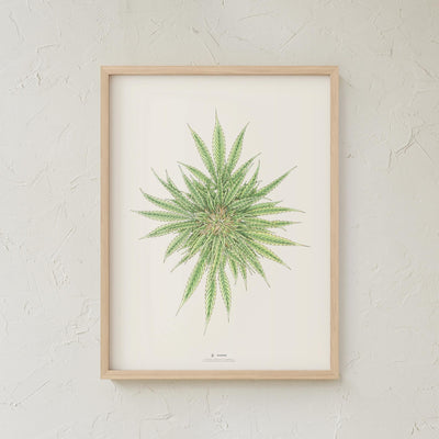 GoldLeaf White Dawg Botanical Illustration Print Best Sales Price - Art Prints