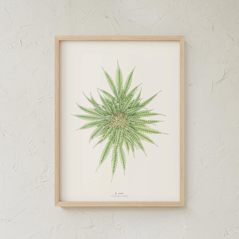 GoldLeaf White Dawg Botanical Illustration Print Best Sales Price - Art Prints
