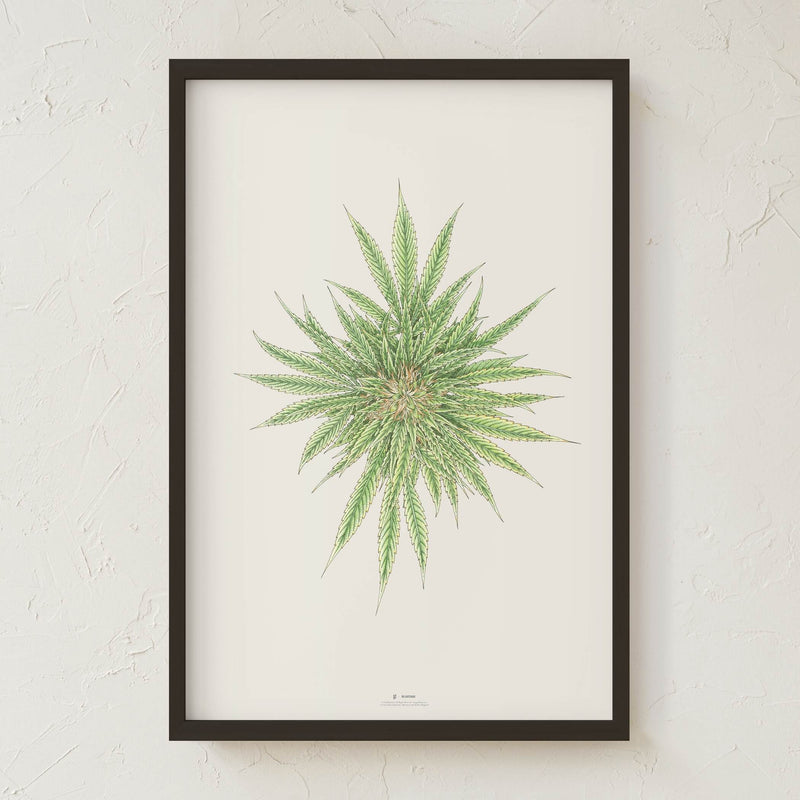 GoldLeaf White Dawg Botanical Illustration Print Best Sales Price - Art Prints