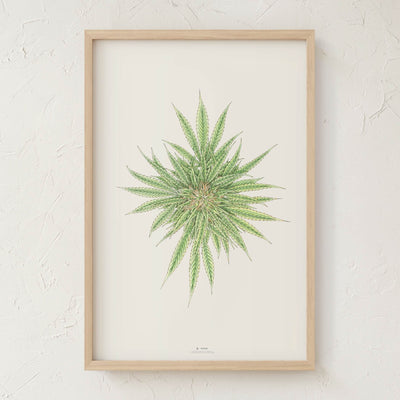 GoldLeaf White Dawg Botanical Illustration Print Best Sales Price - Art Prints