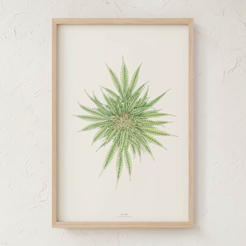 GoldLeaf White Dawg Botanical Illustration Print Best Sales Price - Art Prints