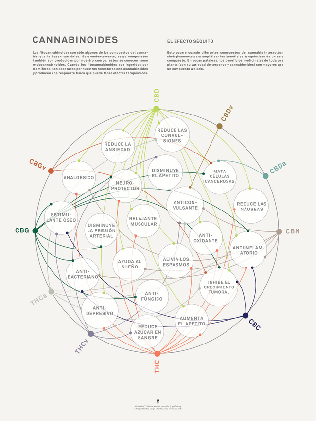 GoldLeaf La Matriz de Salud Cannabinoides Impresíon Best Sales Price - Art Prints