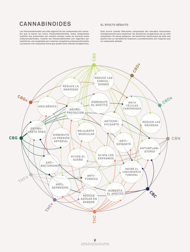 GoldLeaf La Matriz de Salud Cannabinoides Impresíon Best Sales Price - Art Prints