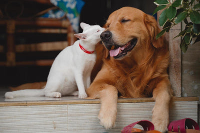 Hit! Drops for Pets - From Certified Organic Hemp Extract Best Sales Price - CBD