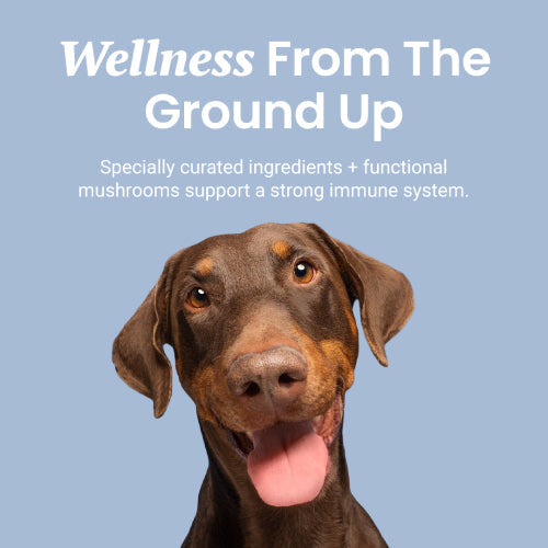 Holistapet Immune Support + Functional Mushroom Soft Chews for Dogs