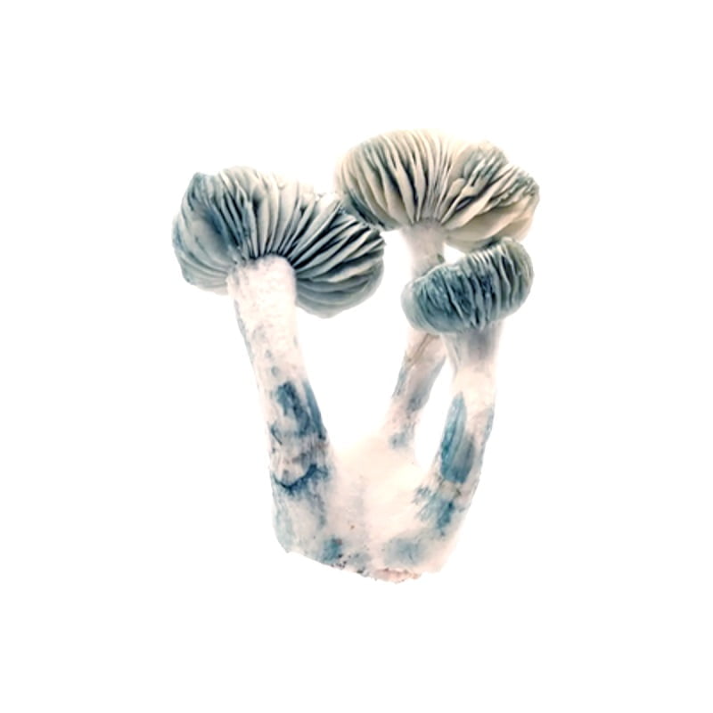 SporesMD Jack Frost Mushroom Liquid Culture (10ml)