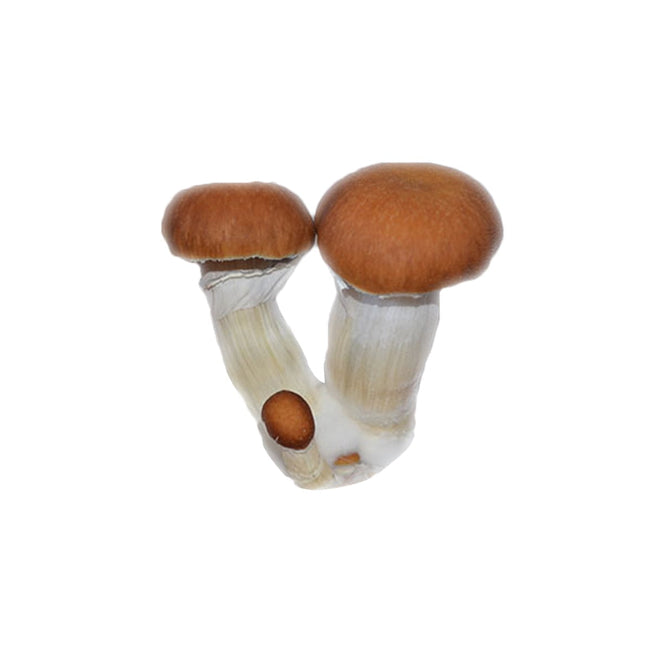 SporesMD Malabar Mushroom Liquid Culture (10ml)