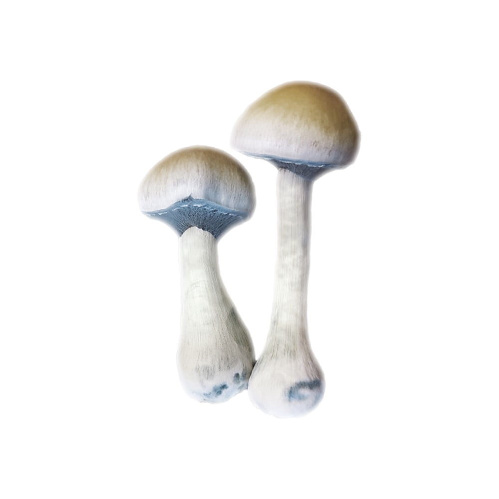 SporesMD Natal Super Mushroom Liquid Culture (10ml)