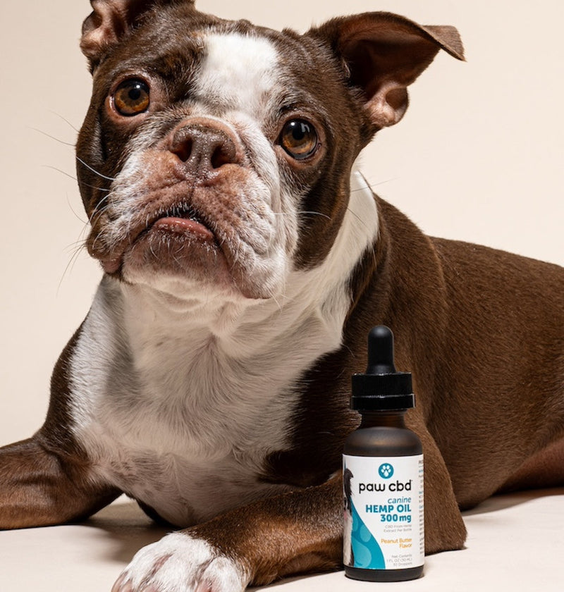 Paw CBD Broad Spectrum CBD Dog Oil Tincture Best Sales Price - Tincture Oil