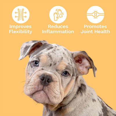 CBD Dog Treats for Joint + Mobility – LARGE DOGS – 600mg Best Sales Price - Pet CBD