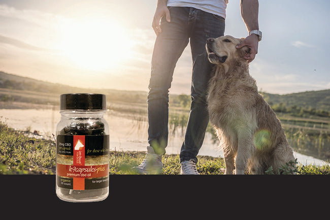 Imbue CBD Capsules of Full Spectrum Hemp Extract for Pets