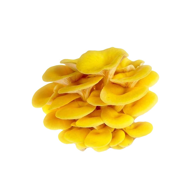 SporesMD Golden Oyster Organic Mushroom Liquid Culture Syringe (10ml)