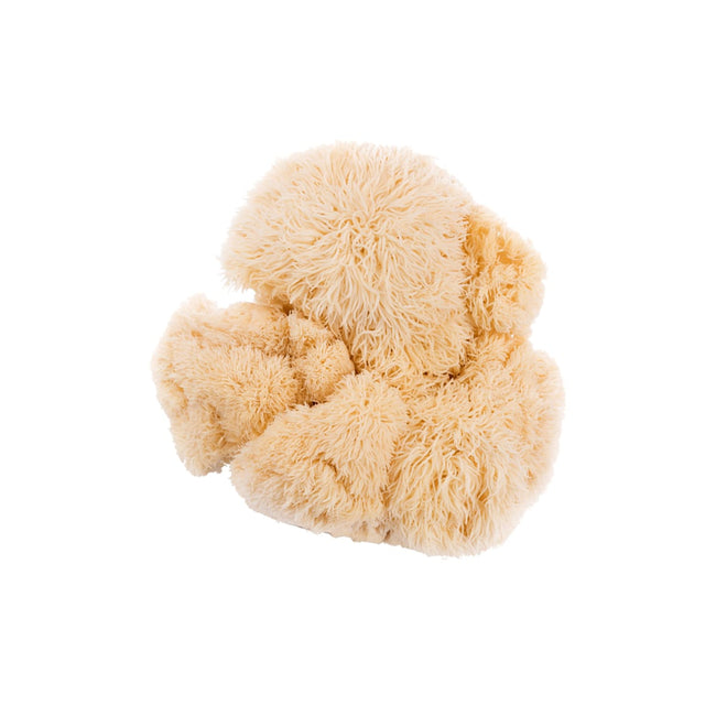 SporesMD Lion’s Mane Organic Mushroom Liquid Culture Syringe (10ml)