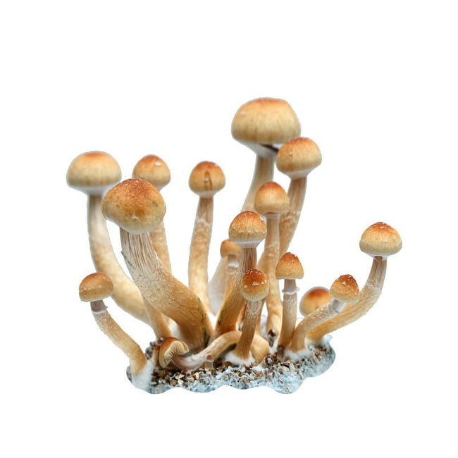 SporesMD Purple Mystic Mushroom Liquid Culture (10ml)