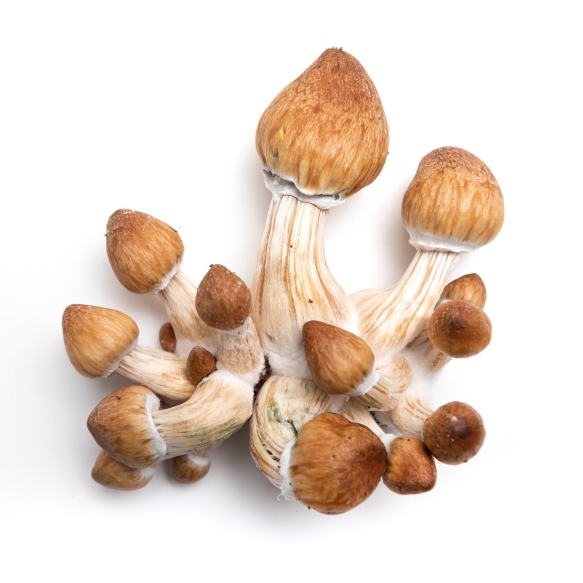 SporesMD Penis Envy Mushroom Liquid Culture (10ml)