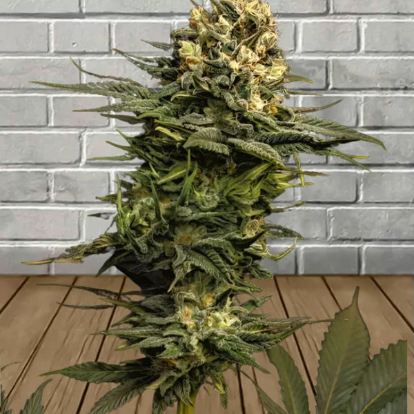 Samurai Squirrel Seeds Feminized Cannabis Seeds 5ct