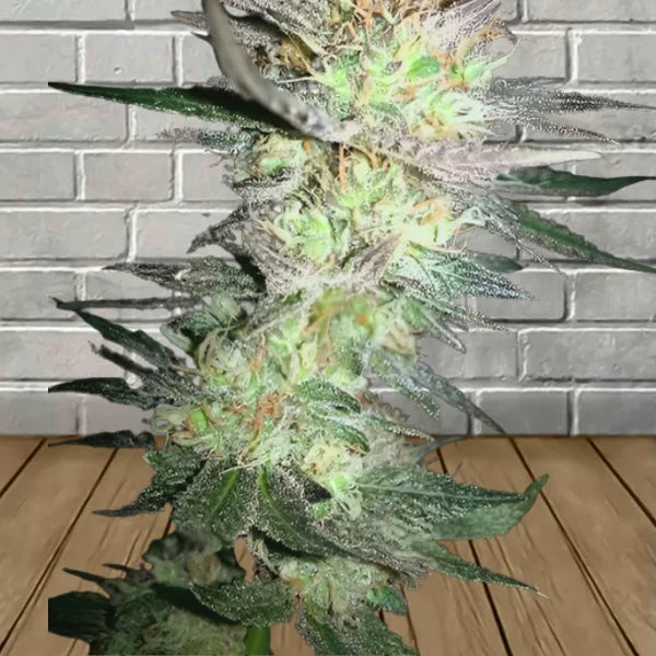Samurai Squirrel Seeds Feminized Cannabis Seeds 5ct