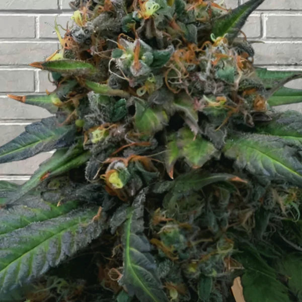 Samurai Squirrel Seeds Feminized Cannabis Seeds 5ct