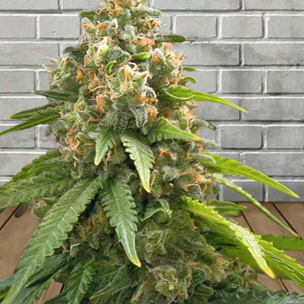 Samurai Squirrel Seeds Feminized Cannabis Seeds 5ct