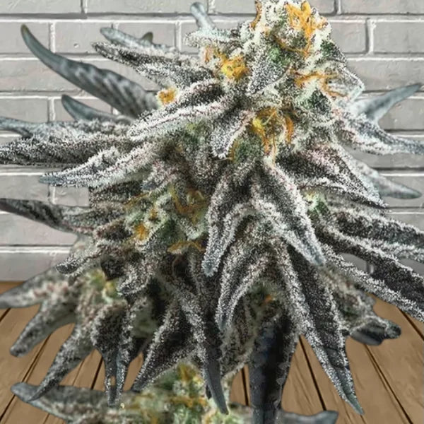Samurai Squirrel Seeds Feminized Cannabis Seeds 5ct