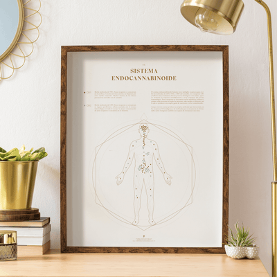GoldLeaf Mapa de la Sistema Endocannabinoide Impresión Best Sales Price - Art Prints