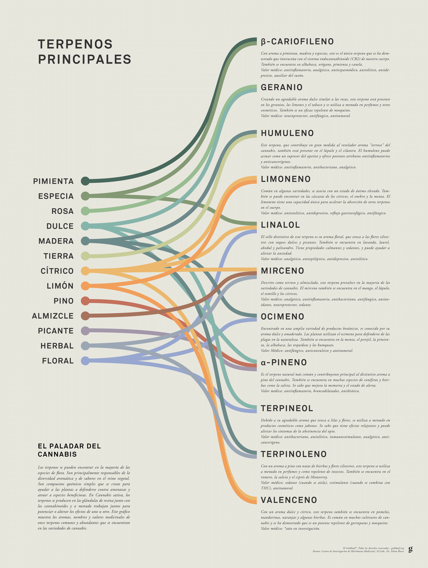 GoldLeaf Impresión Infográfica de Terpenos Best Sales Price - Art Prints