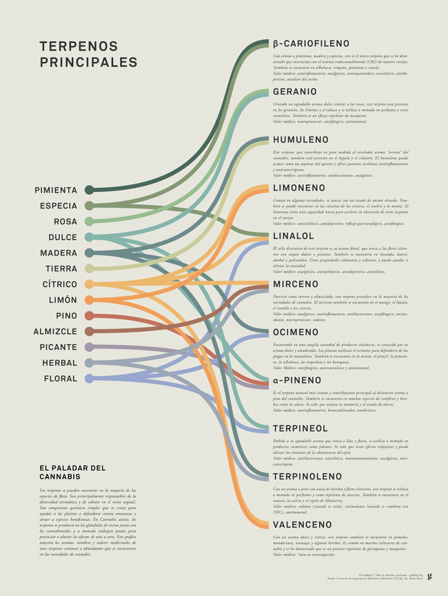 GoldLeaf Impresión Infográfica de Terpenos Best Sales Price - Art Prints