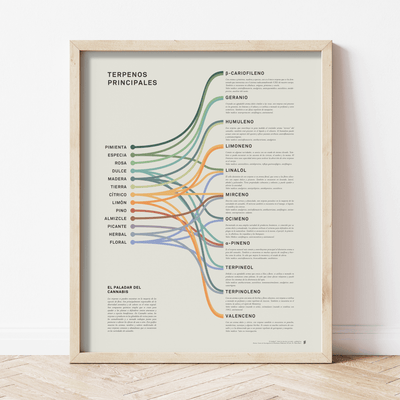 GoldLeaf Impresión Infográfica de Terpenos Best Sales Price - Art Prints