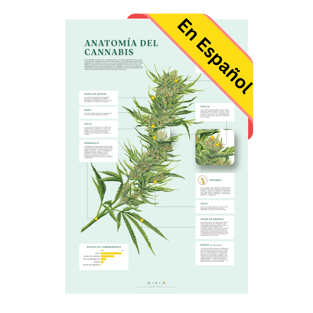 GoldLeaf Impresión de la Anatomía de Cannabis Best Sales Price - Art Prints
