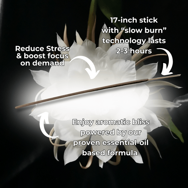 Night Queen Long Incense Sticks Best Sales Price - Smoke Odor Eliminators