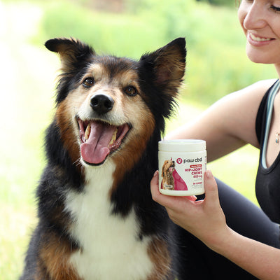 Paw CBD Broad Spectrum CBD Dog Hip + Joint Chews Best Sales Price - Pet CBD