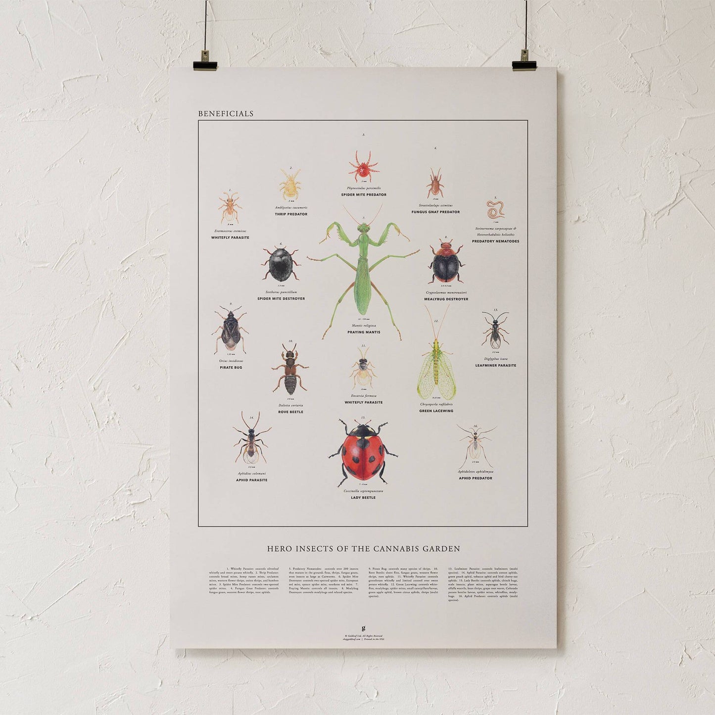 GoldLeaf Beneficial Insects Print Best Sales Price - Art Prints