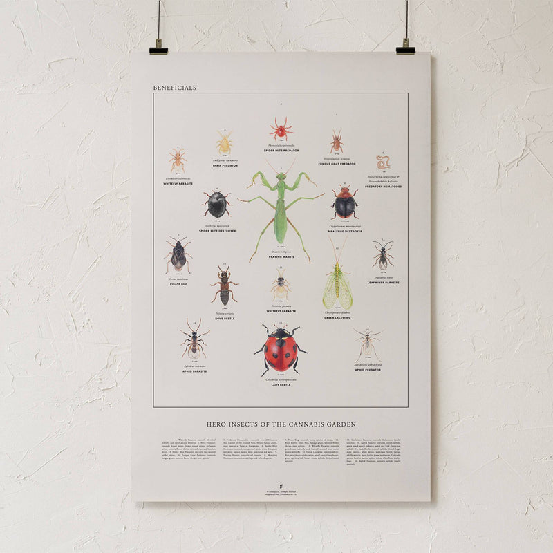 GoldLeaf Beneficial Insects Print Best Sales Price - Art Prints