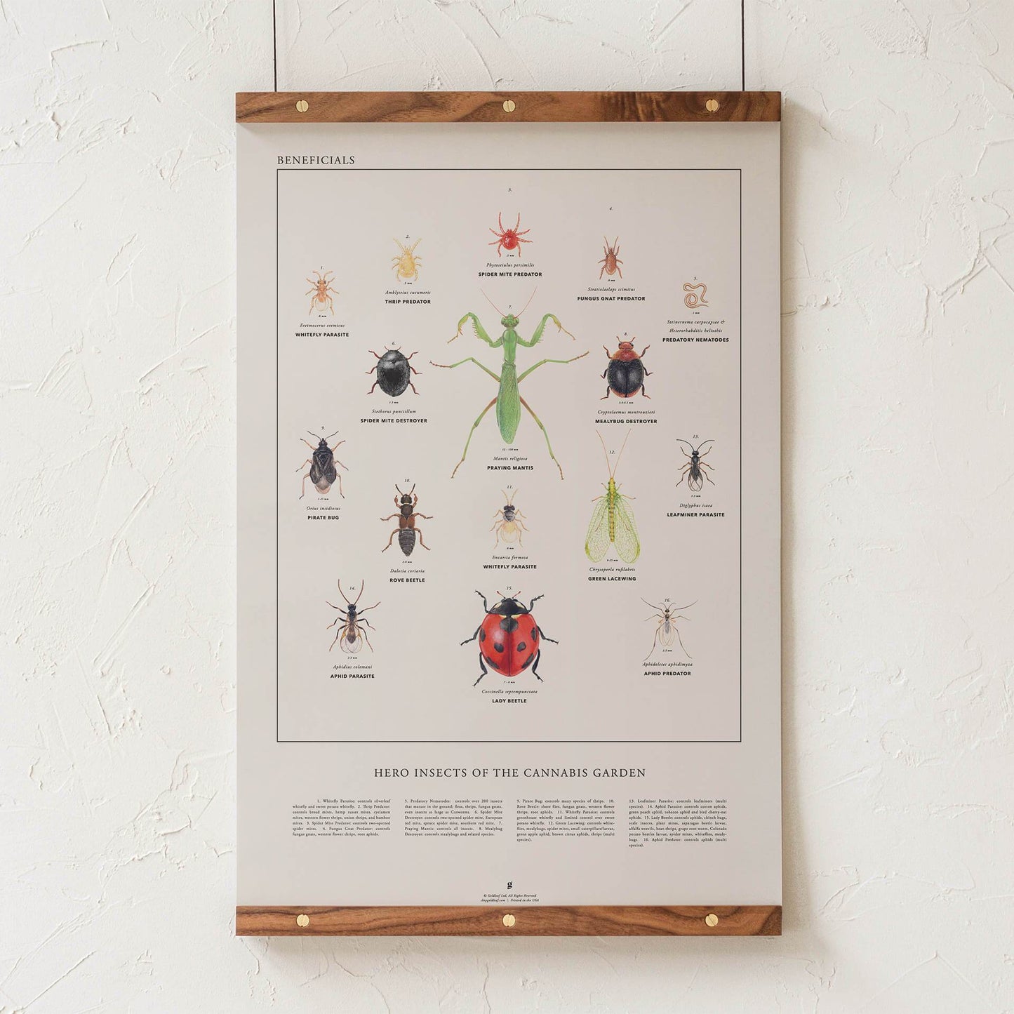 GoldLeaf Beneficial Insects Print Best Sales Price - Art Prints