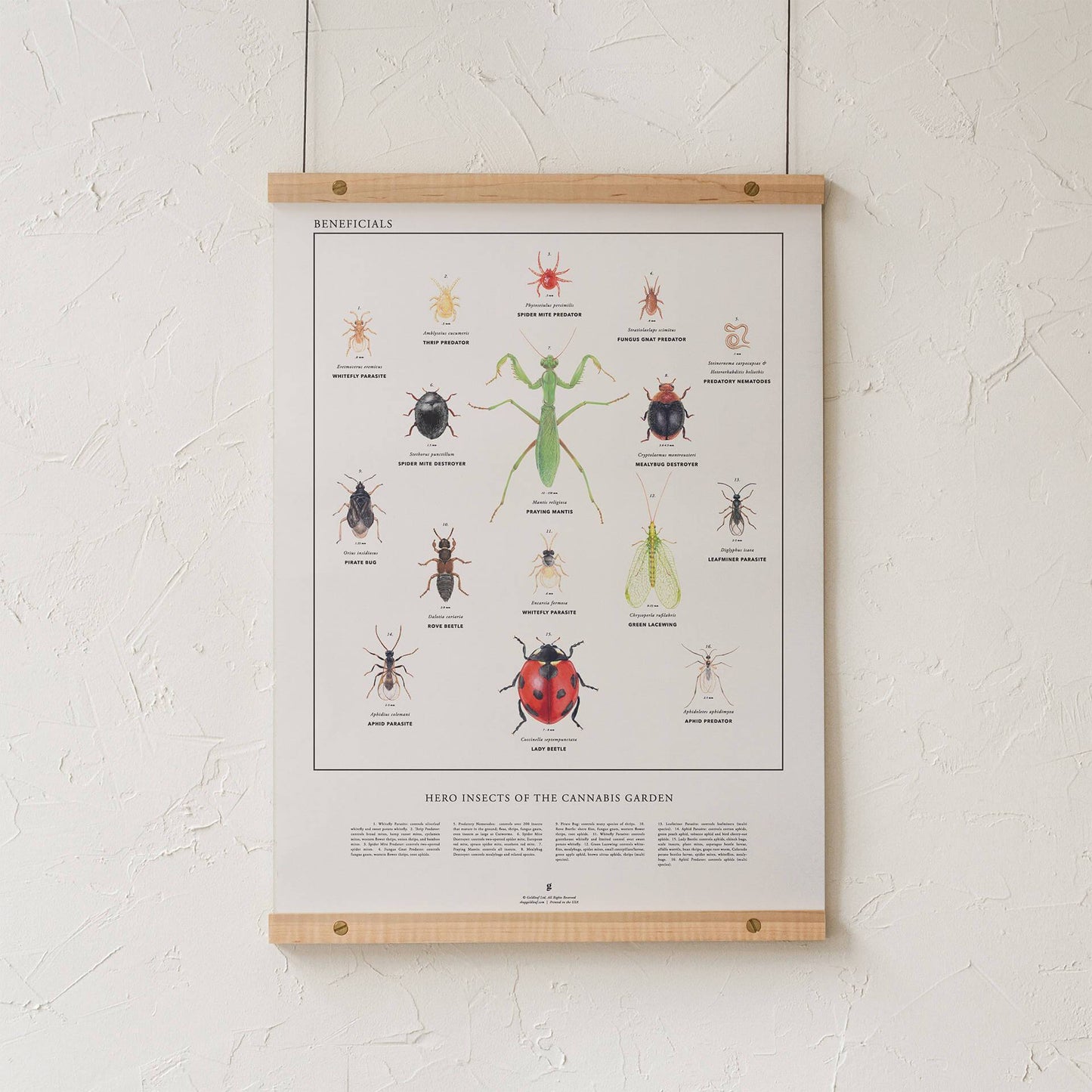 GoldLeaf Beneficial Insects Print Best Sales Price - Art Prints