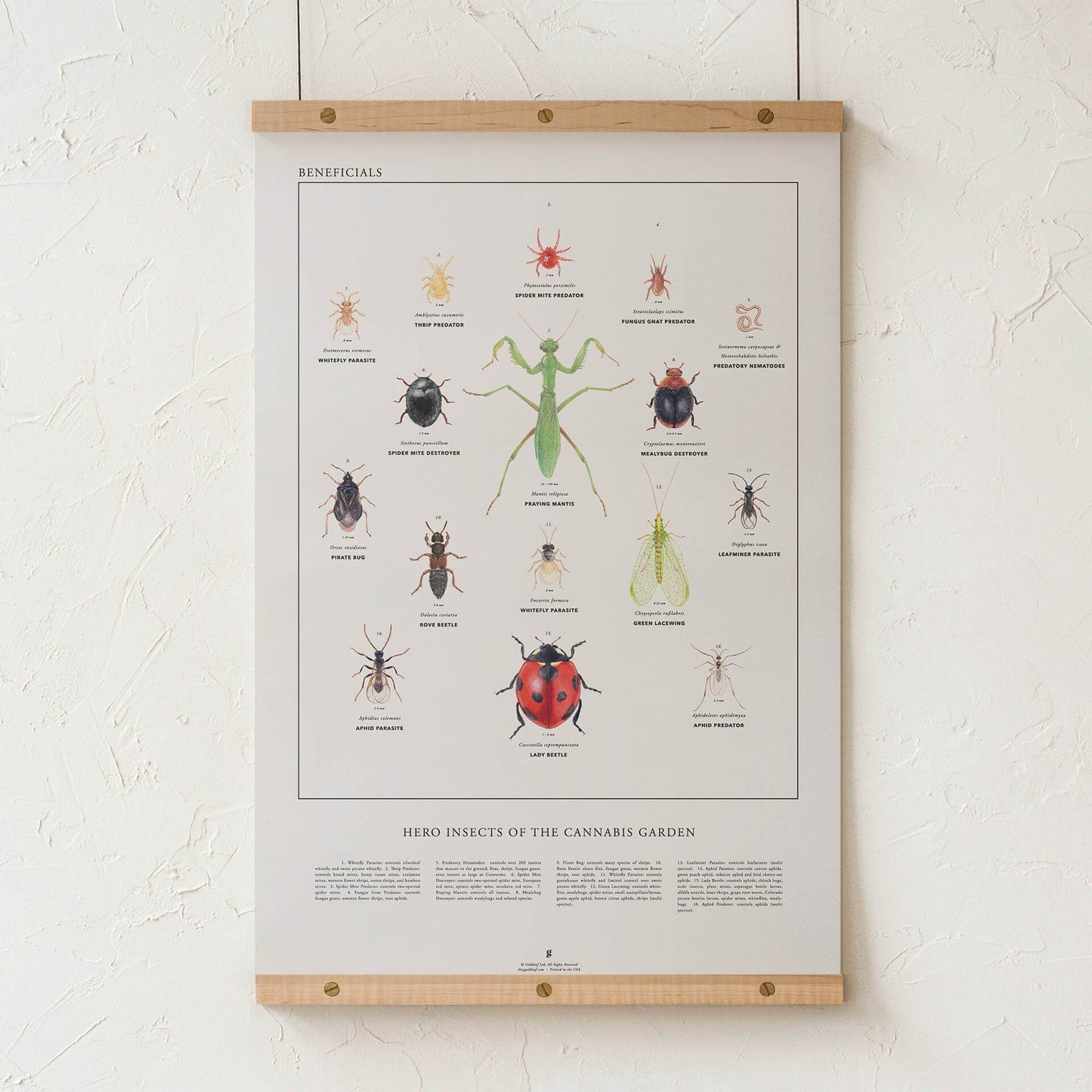 GoldLeaf Beneficial Insects Print Best Sales Price - Art Prints