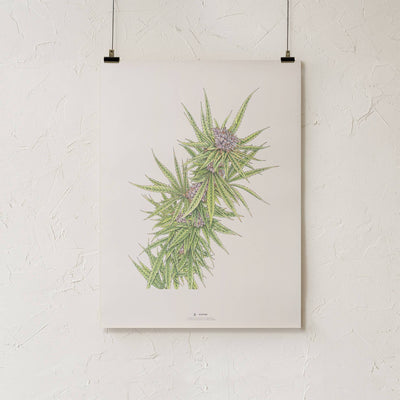 GoldLeaf Blue Dream Botanical Illustration Print Best Sales Price - Art Prints