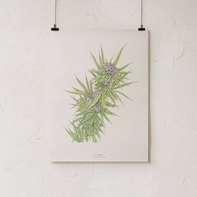GoldLeaf Blue Dream Botanical Illustration Print Best Sales Price - Art Prints