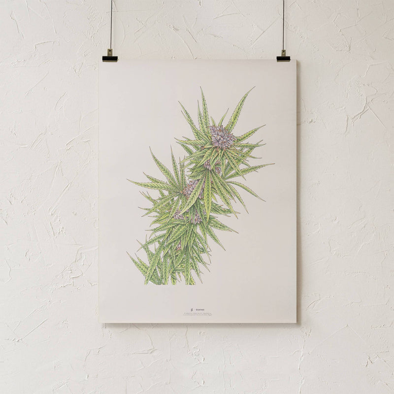 GoldLeaf Blue Dream Botanical Illustration Print Best Sales Price - Art Prints