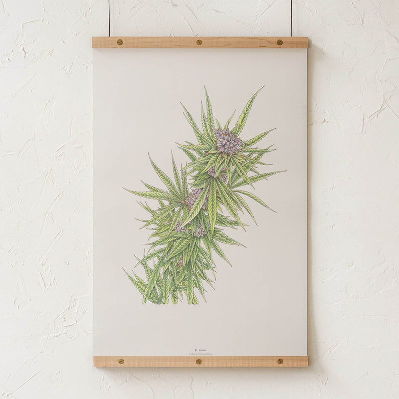 GoldLeaf Blue Dream Botanical Illustration Print Best Sales Price - Art Prints