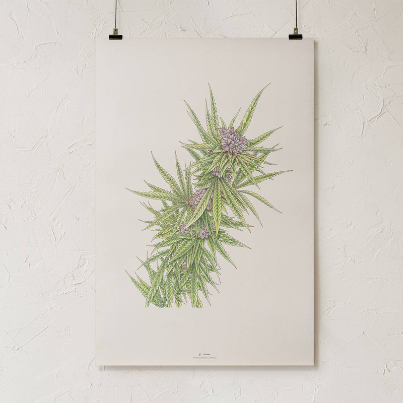 GoldLeaf Blue Dream Botanical Illustration Print Best Sales Price - Art Prints