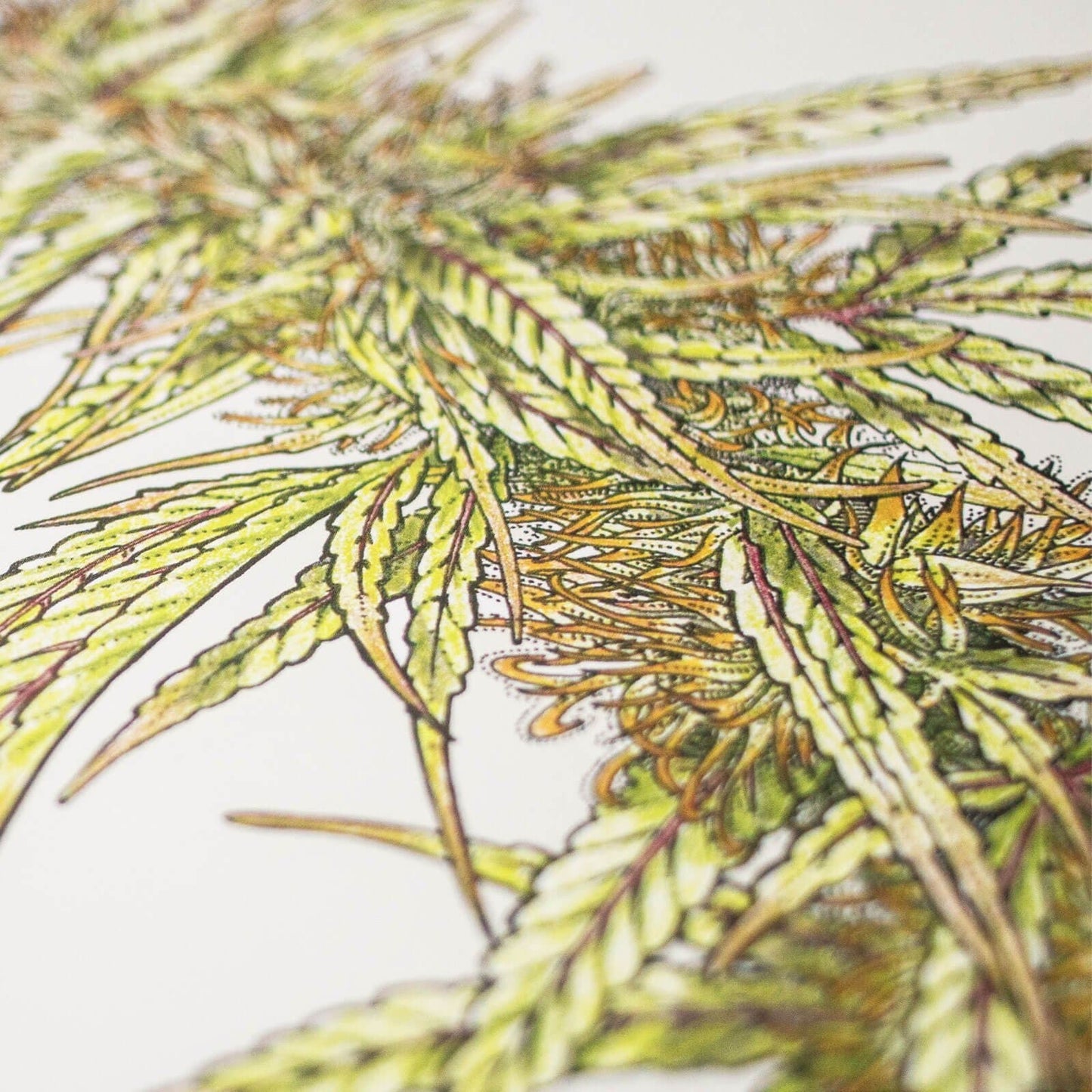 GoldLeaf Cannabis Botanical Illustration Art Print Best Sales Price - Art Prints