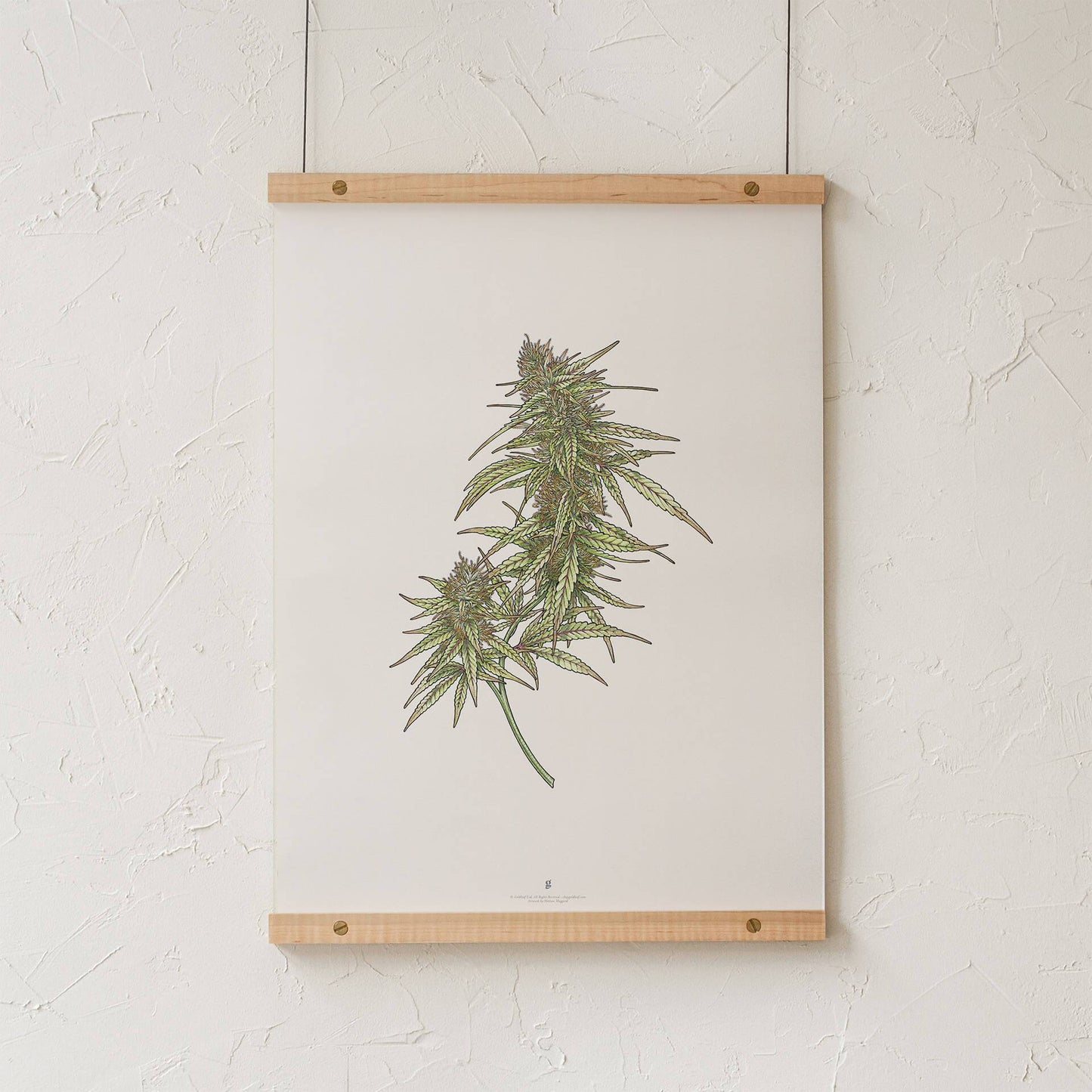 GoldLeaf Cannabis Botanical Illustration Art Print Best Sales Price - Art Prints