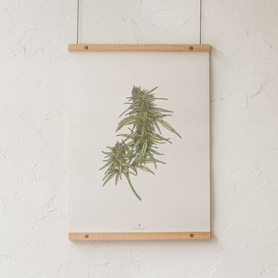 GoldLeaf Cannabis Botanical Illustration Art Print Best Sales Price - Art Prints