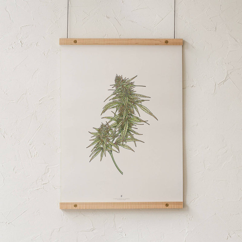 GoldLeaf Cannabis Botanical Illustration Art Print Best Sales Price - Art Prints