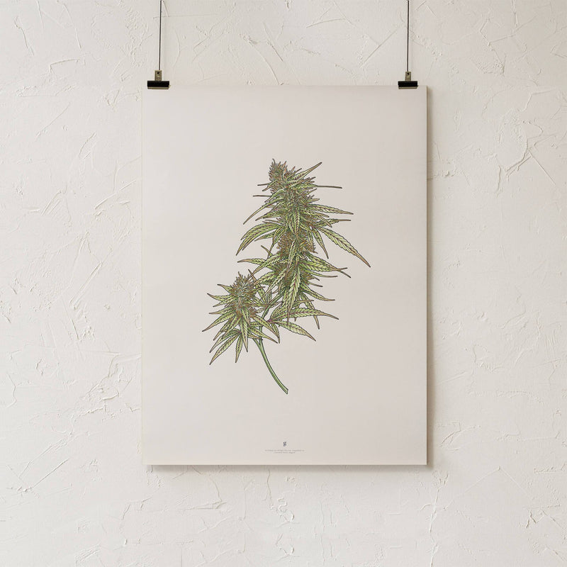 GoldLeaf Cannabis Botanical Illustration Art Print Best Sales Price - Art Prints