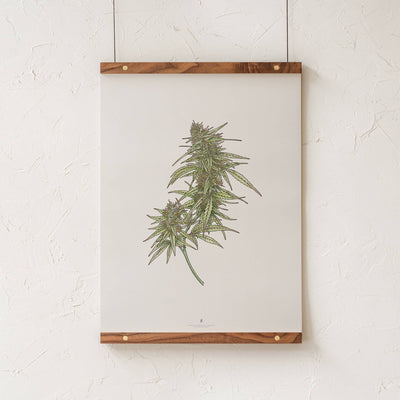 GoldLeaf Cannabis Botanical Illustration Art Print Best Sales Price - Art Prints