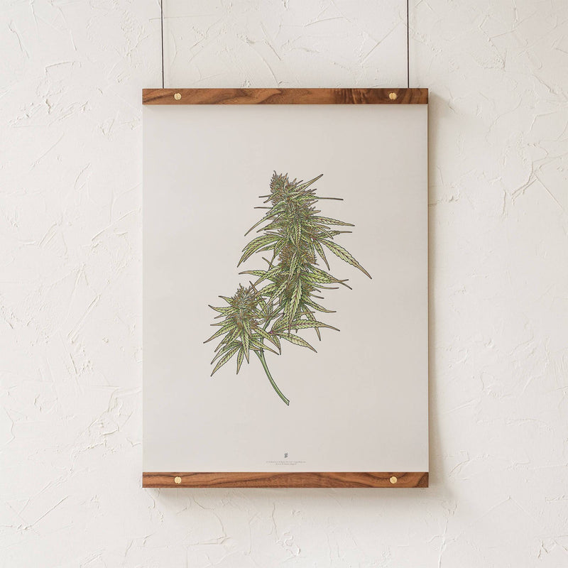 GoldLeaf Cannabis Botanical Illustration Art Print Best Sales Price - Art Prints